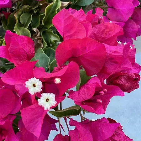 Luxurious At A Unique Spot Agios Nikolaos (Zakynthos)